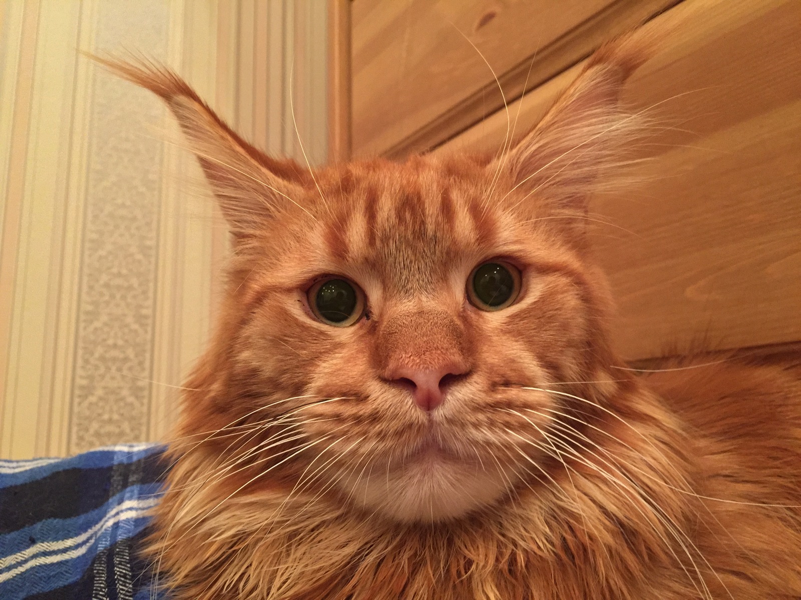 Who is here? - My, Impudent muzzle, cat, Redheads, Maine Coon, Impudence