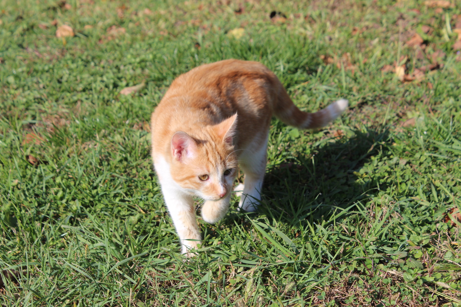 Our favorite - My, cat, Pet, Mustachioed - Striped, Pet, Longpost, Pets