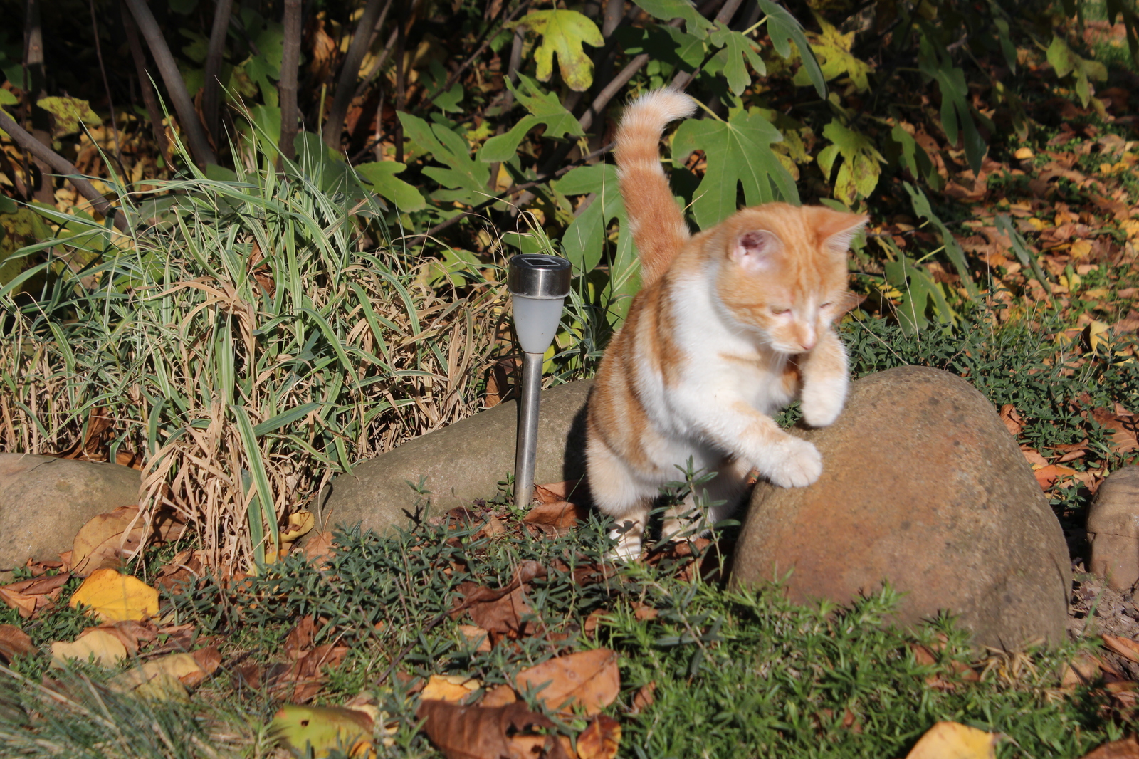 Our favorite - My, cat, Pet, Mustachioed - Striped, Pet, Longpost, Pets