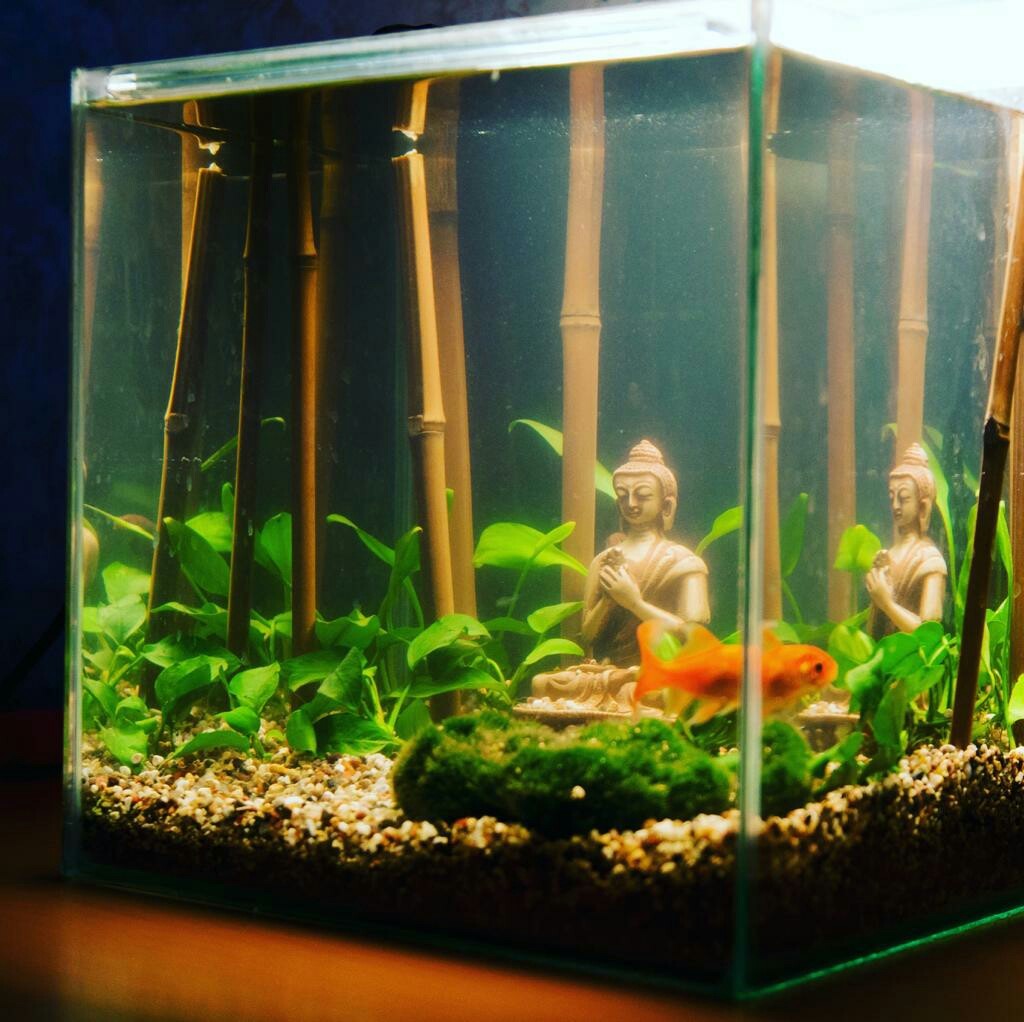 Are you tired of YouTube? - My, Aquarium, Buddha, Design, Longpost