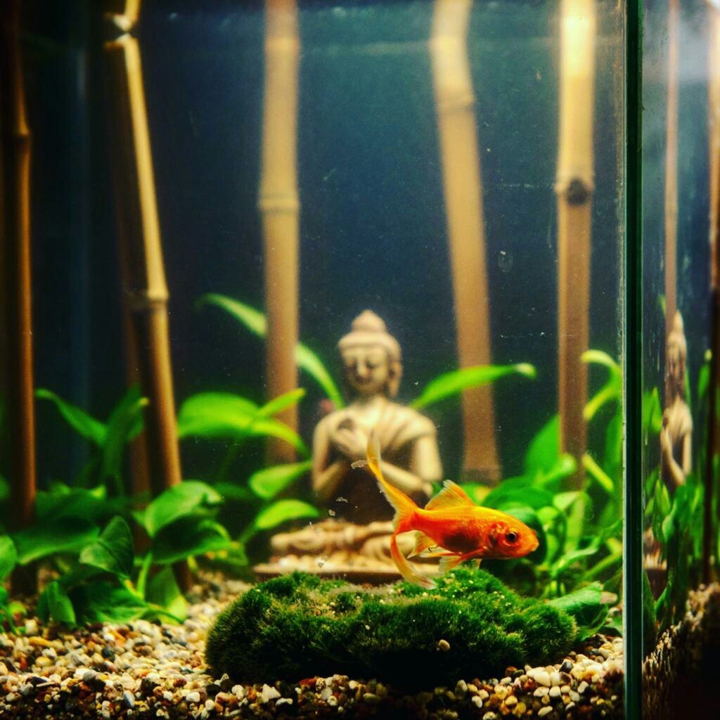 Are you tired of YouTube? - My, Aquarium, Buddha, Design, Longpost