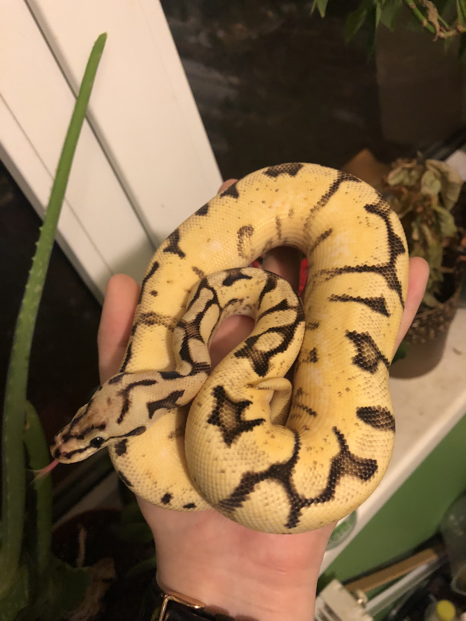 Such different pythons. - My, Python, Snake, Pets, Longpost