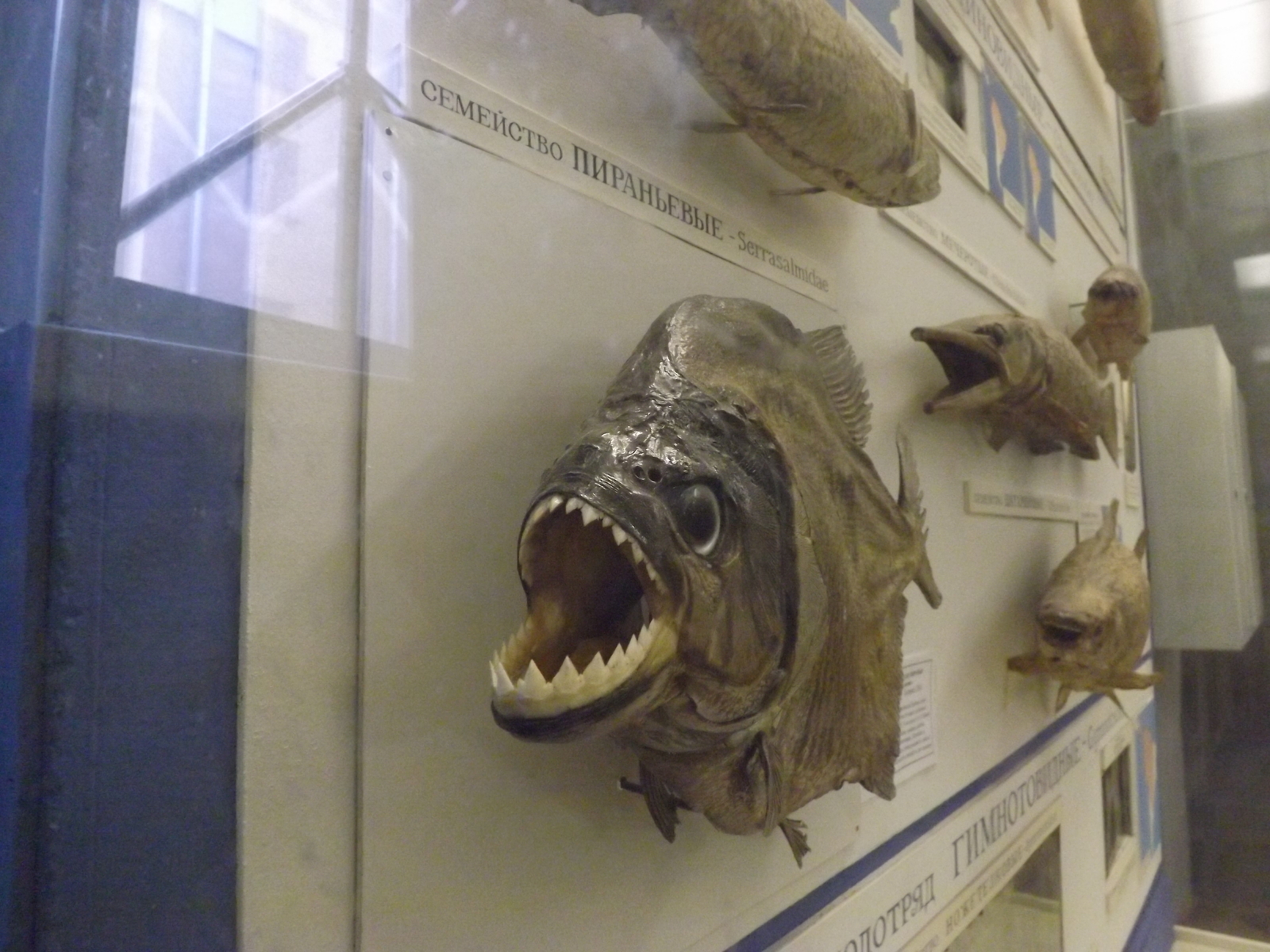 Photos from the Zoological Museum of St. Petersburg - My, Zoological Museum, Taxidermy, Longpost, Animals, Biology, A fish, Stoned fox