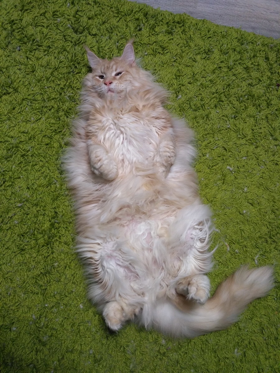 Cloud on the grass - My, cat, Maine Coon, Catomafia