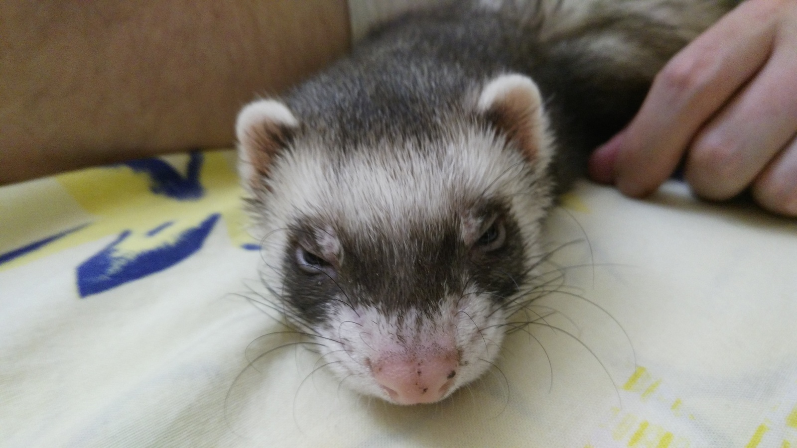 half asleep kingdom - My, , , Ferret, Dream