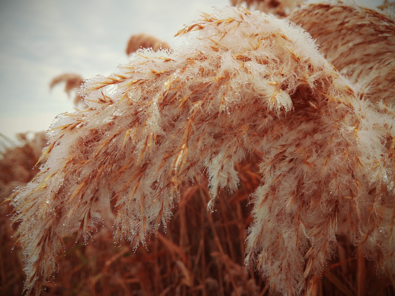 beaded morning - Good morning, Dew, Macro, beauty of nature, Crimea, Longpost, Macro photography