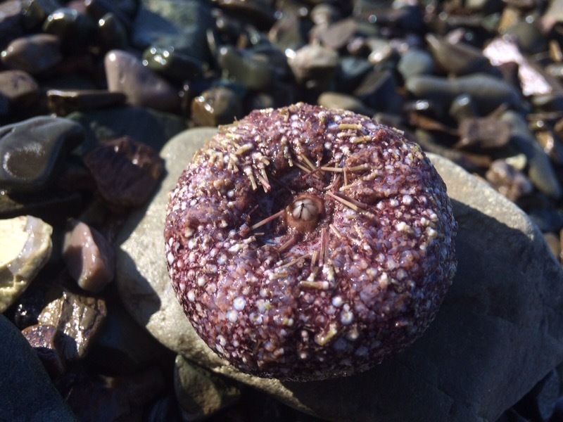 What is this thing? Found in Kamchatka. - What's this?, Interesting