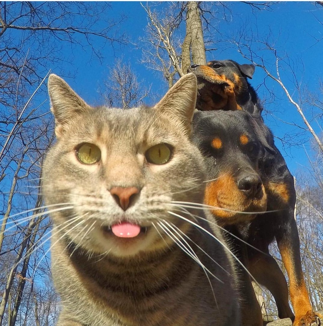 Selficot - Catomafia, Selfie, cat, Longpost