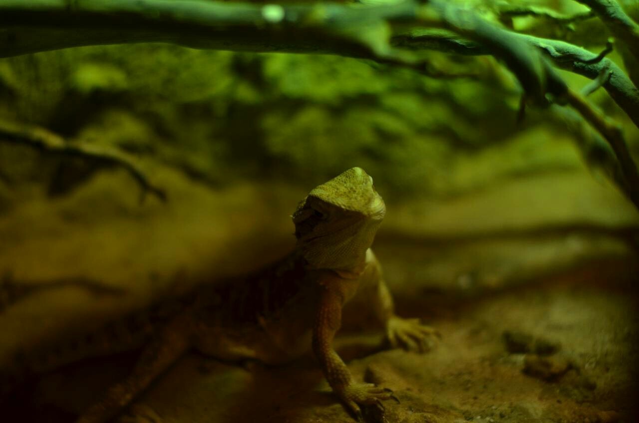 Zoo Wroclaw - My, Wroclaw, Nikon, Zoo, Longpost