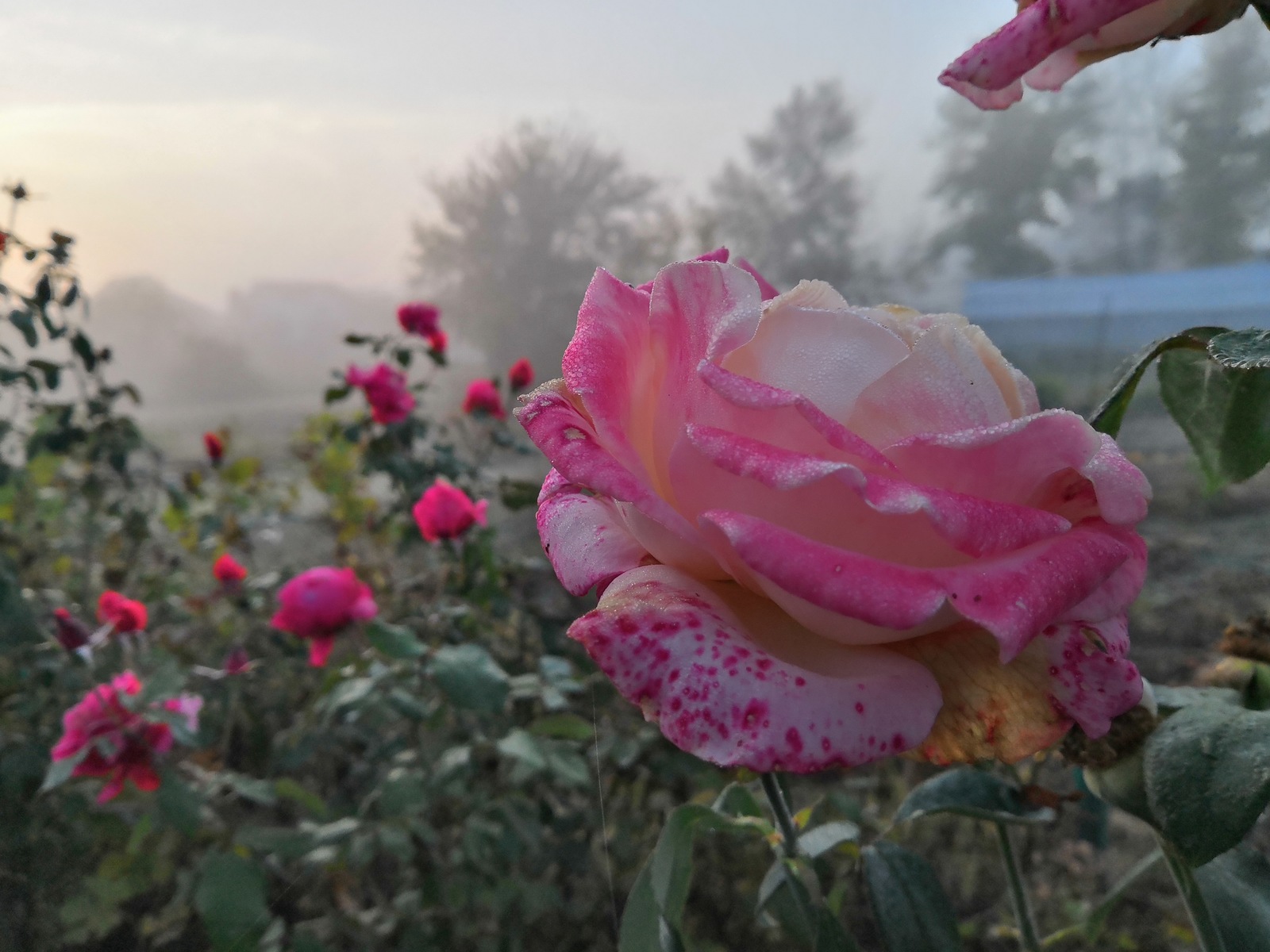 last color - My, Autumn, Morning, Fog, Flowers, Longpost