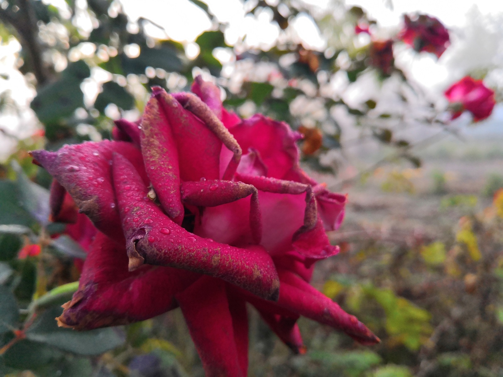 last color - My, Autumn, Morning, Fog, Flowers, Longpost