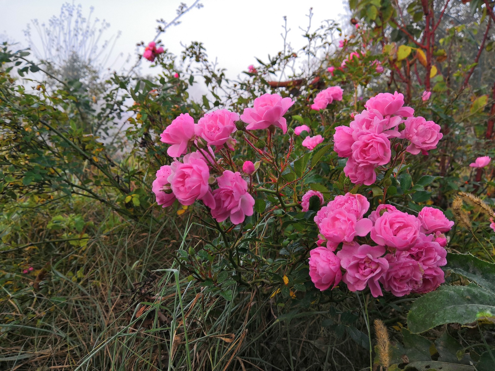 last color - My, Autumn, Morning, Fog, Flowers, Longpost