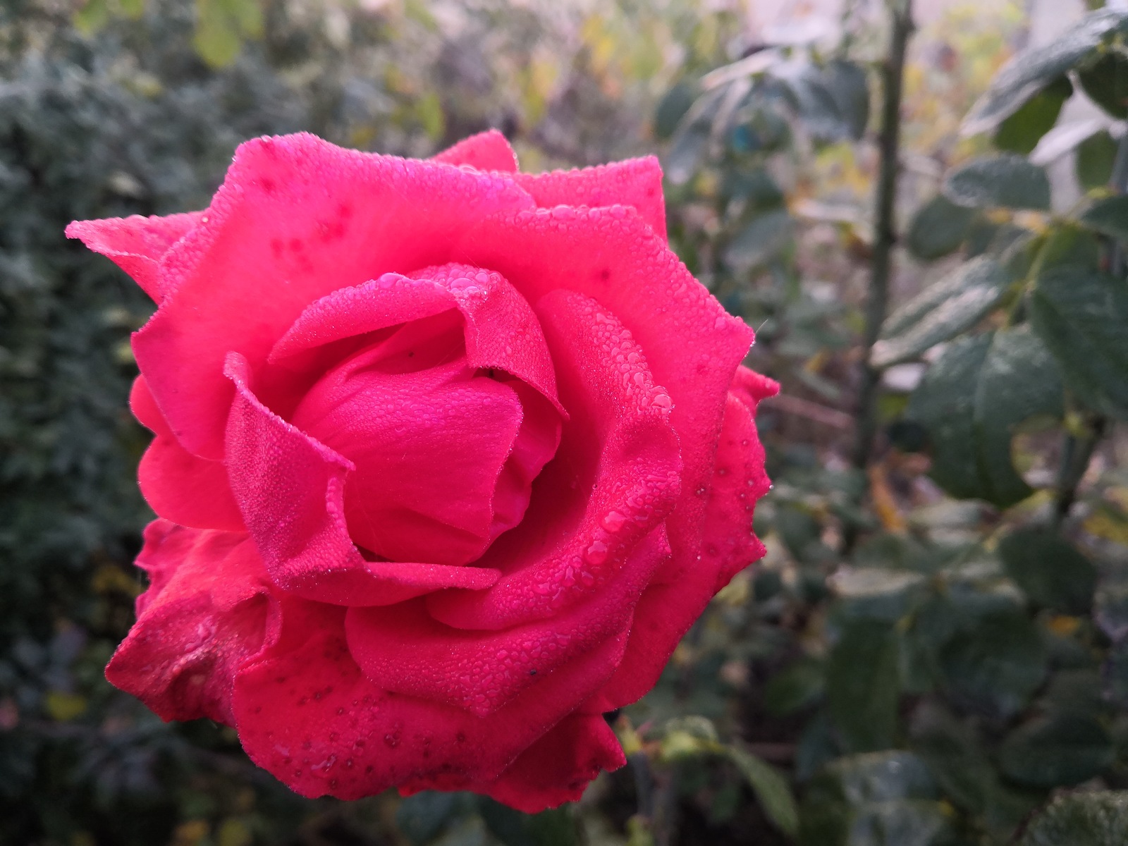 last color - My, Autumn, Morning, Fog, Flowers, Longpost