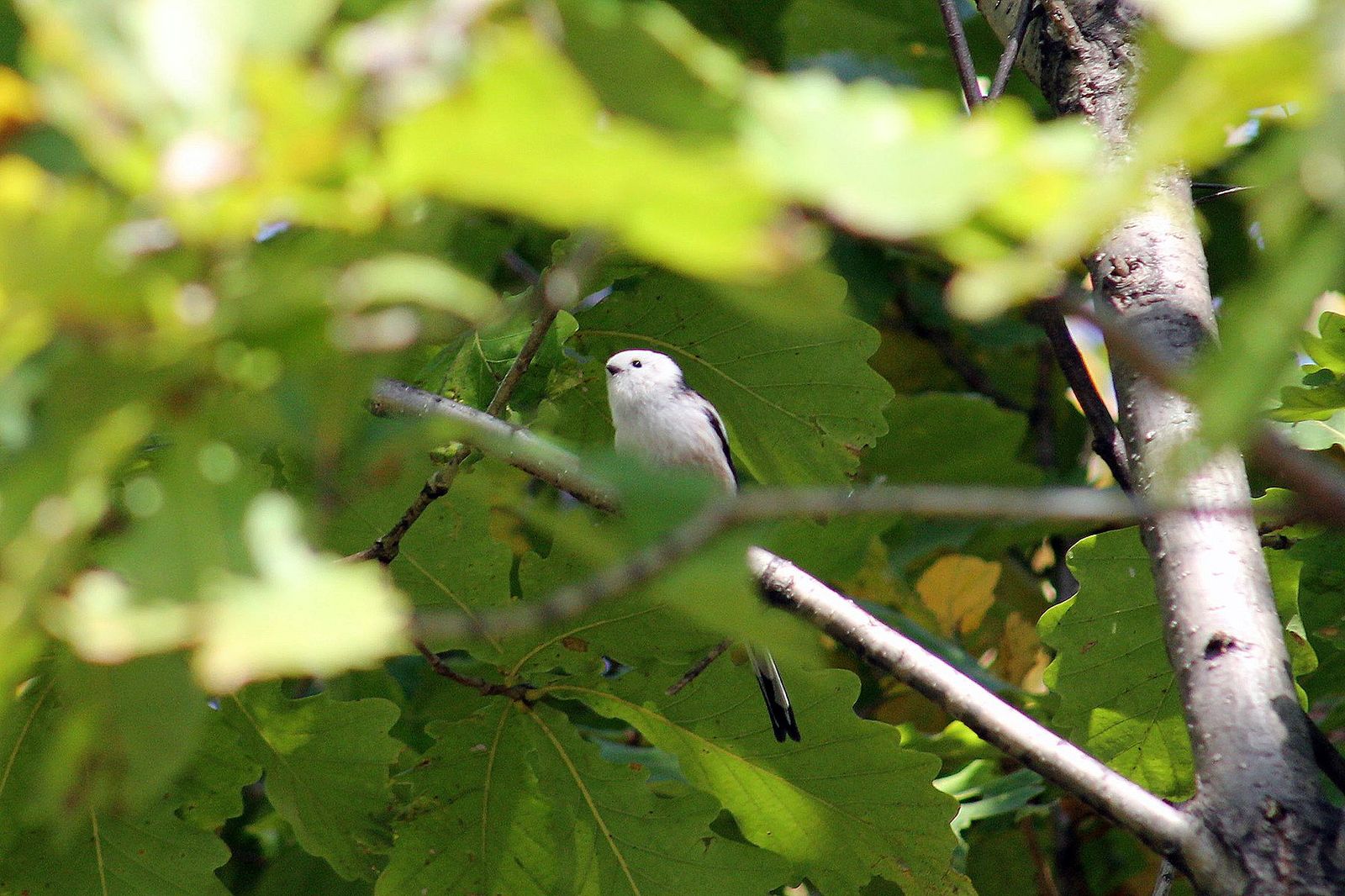 Chumicka bird - My, Canon 1100d, Amur region, Nature, Birds, Tit, The photo, Longpost