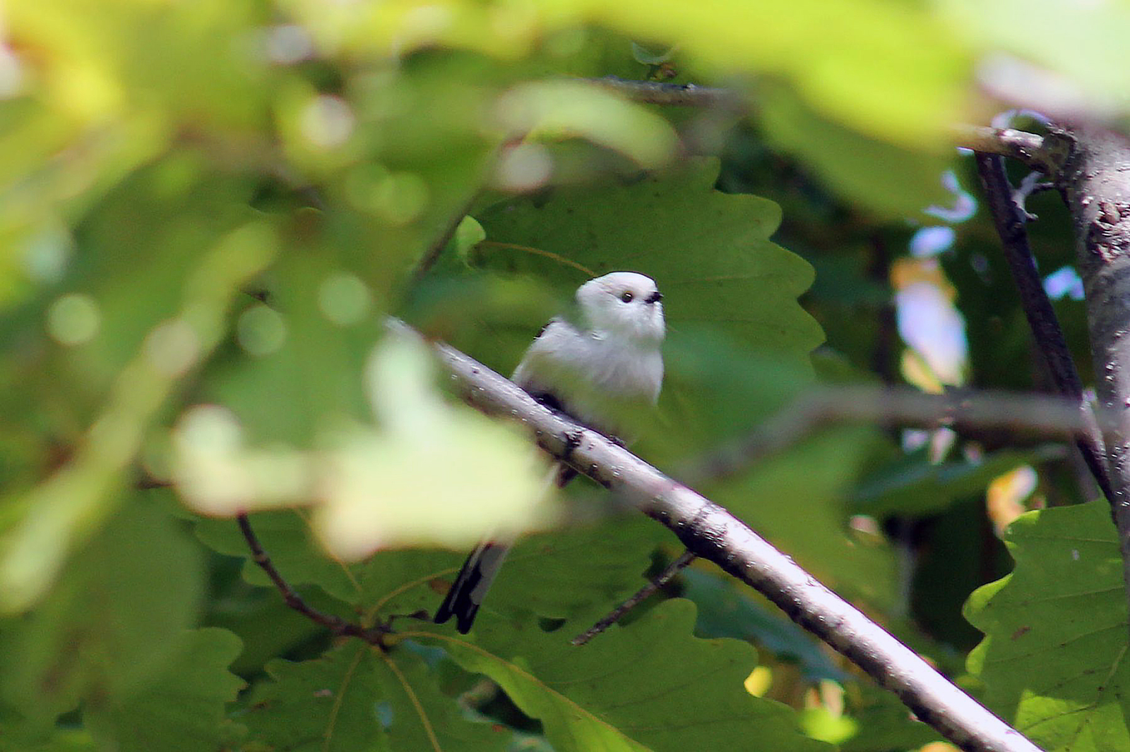 Chumicka bird - My, Canon 1100d, Amur region, Nature, Birds, Tit, The photo, Longpost