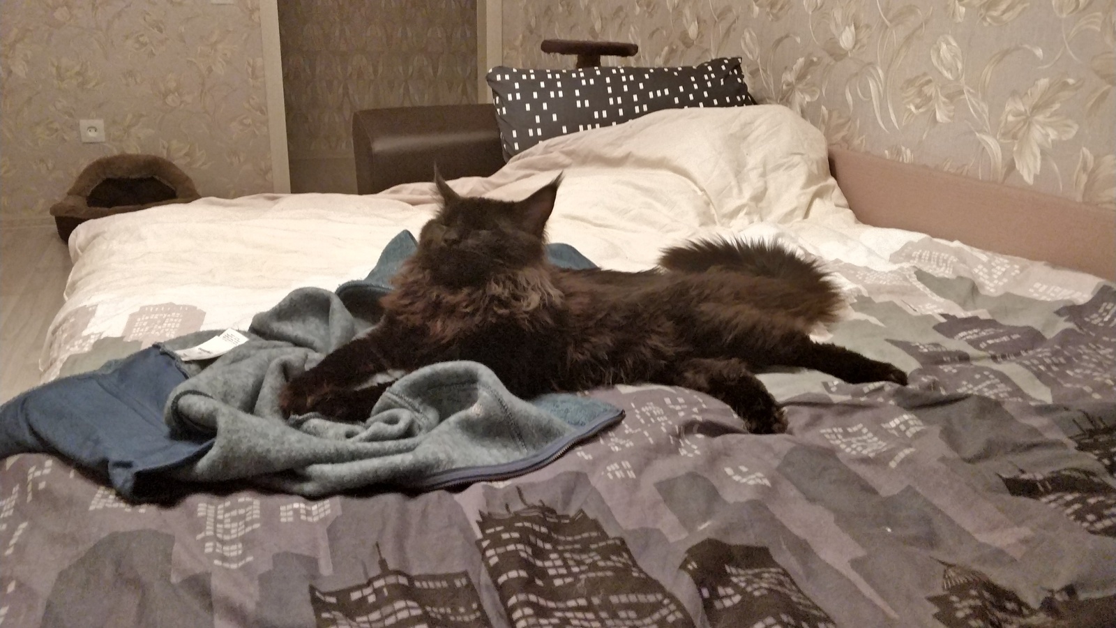 Growing up cat - My, cat, Maine Coon, Longpost