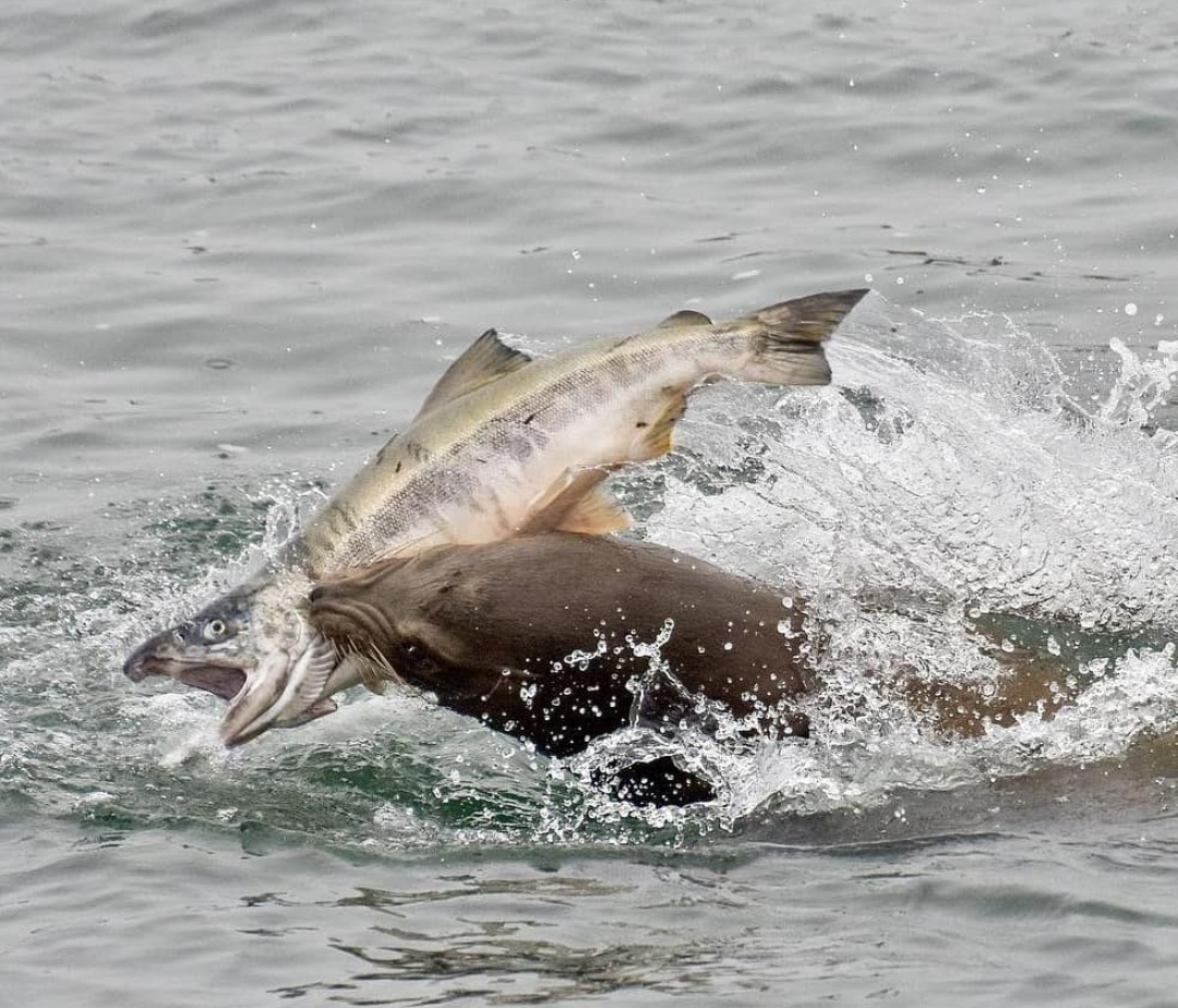 Caught - Seal, A fish