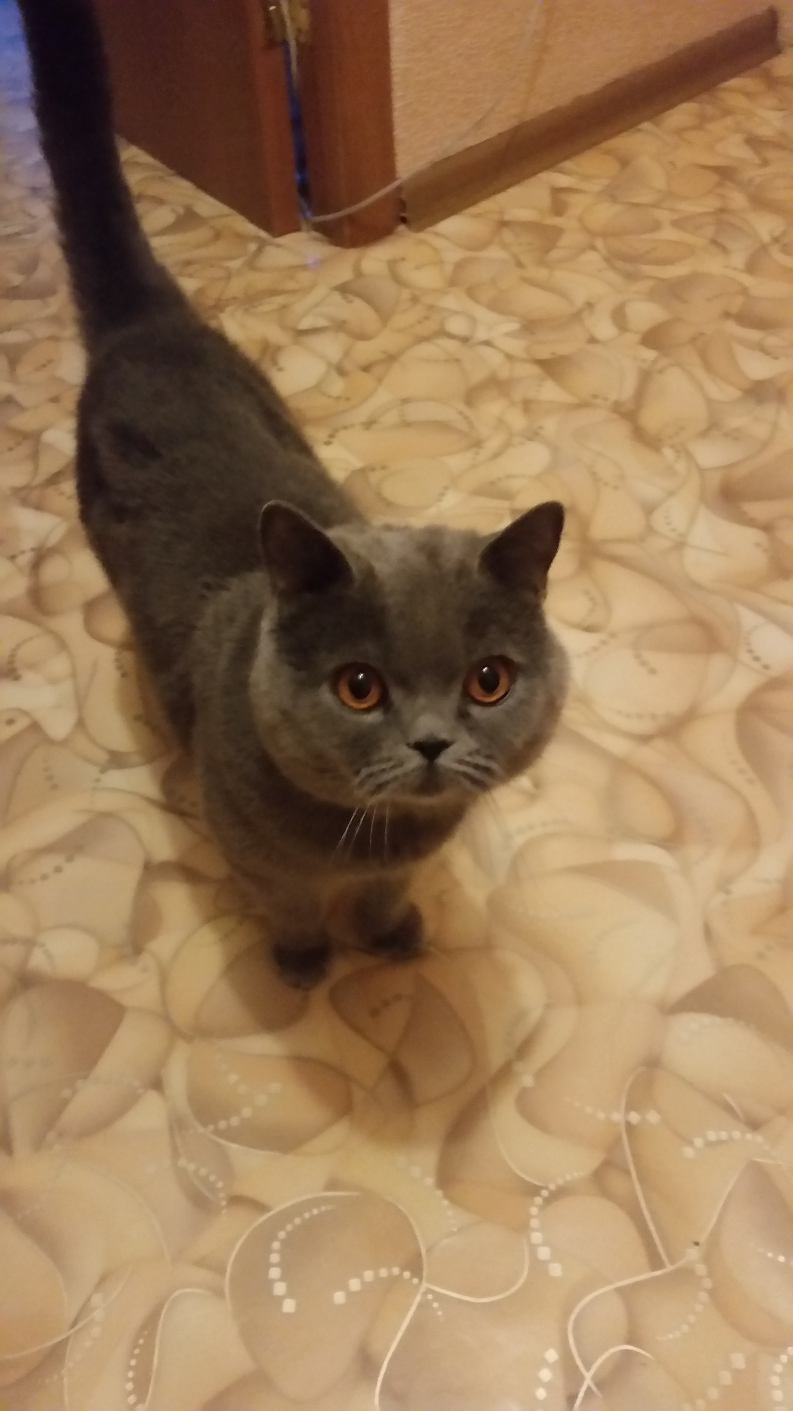 I will give a British cat. 3 years. I will give in connection with the birth of a child. - My, cat, Kazan, Zelenodolsk, Longpost, No rating, In good hands, Looking for a master