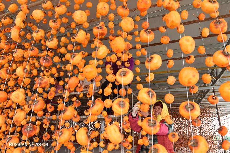 Harvesting persimmons in China. - China, Сельское хозяйство, Persimmon, Longpost