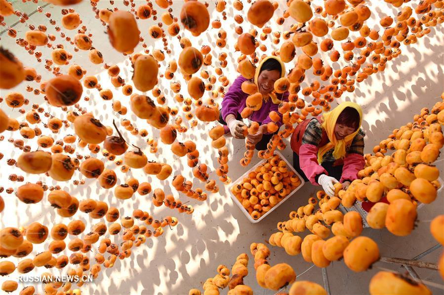 Harvesting persimmons in China. - China, Сельское хозяйство, Persimmon, Longpost