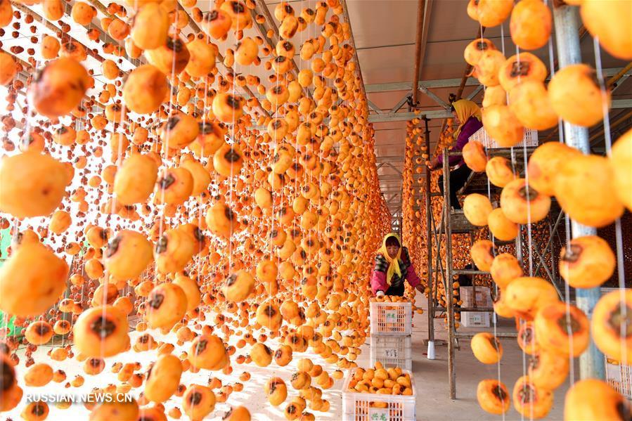 Harvesting persimmons in China. - China, Сельское хозяйство, Persimmon, Longpost