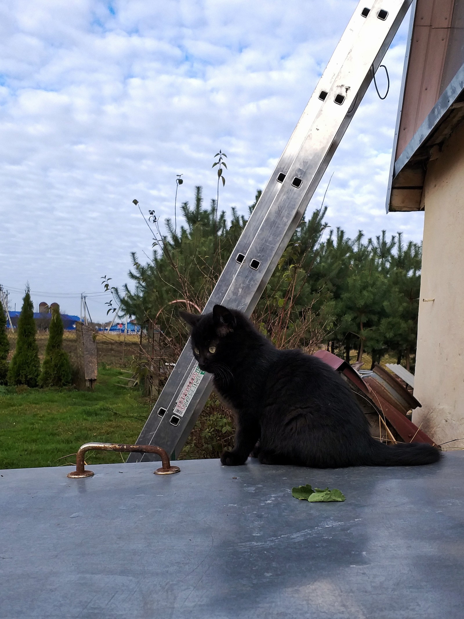 Country people - My, cat, Kittens, Milota, Village, Longpost