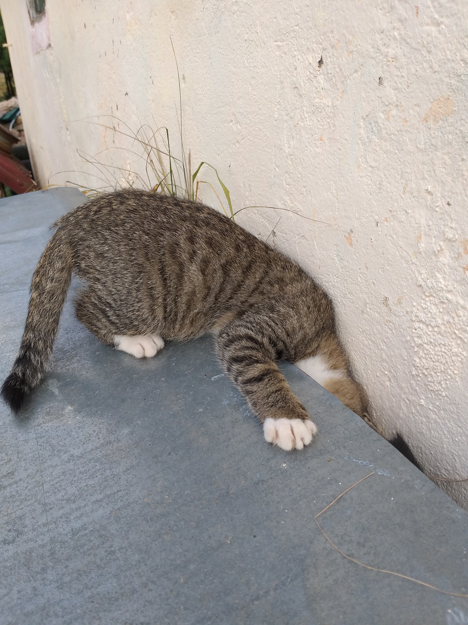 Country people - My, cat, Kittens, Milota, Village, Longpost