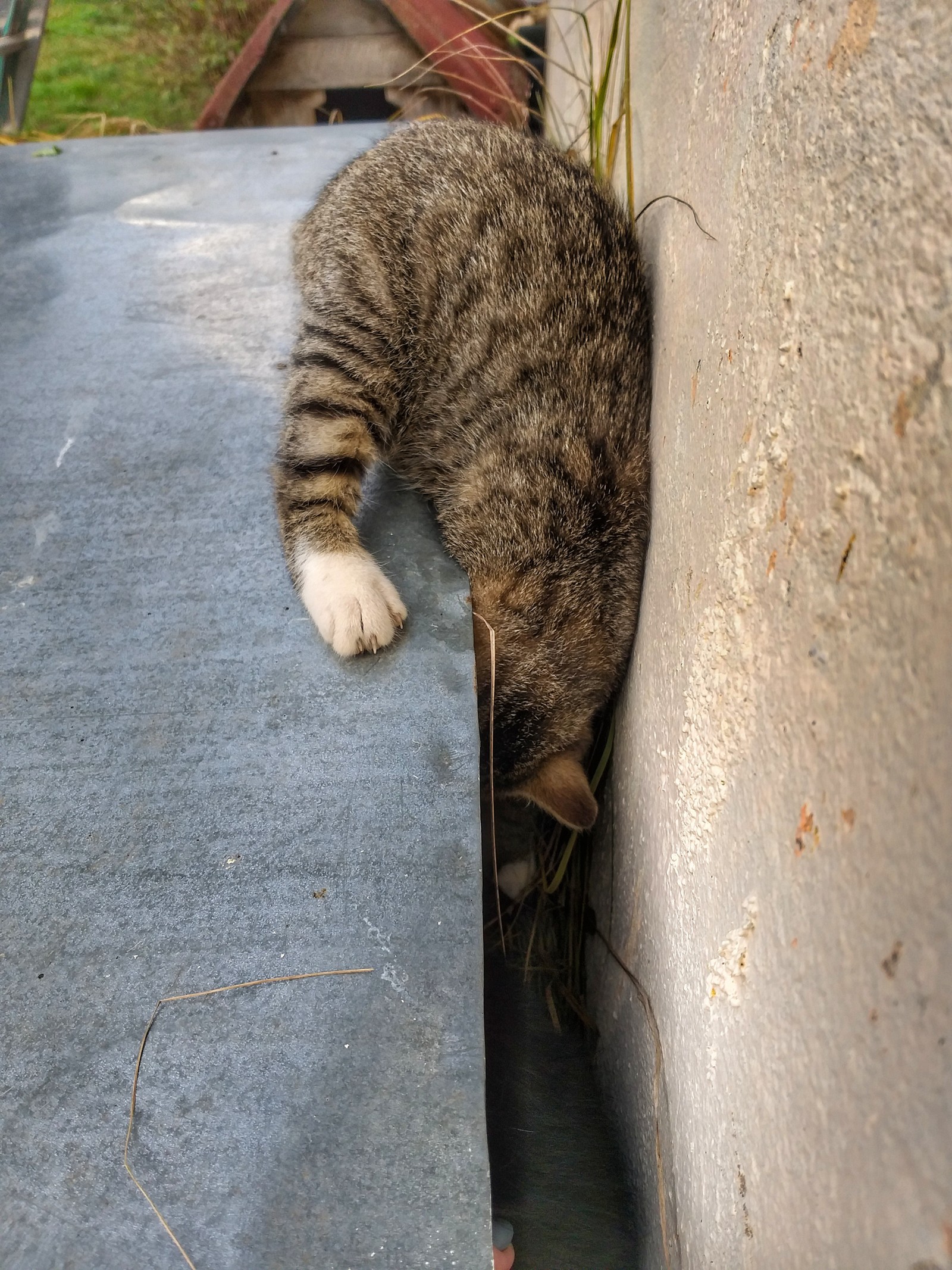 Country people - My, cat, Kittens, Milota, Village, Longpost