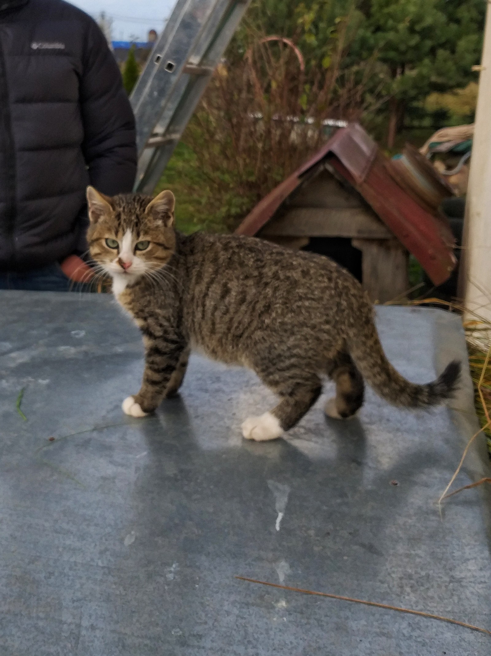 Country people - My, cat, Kittens, Milota, Village, Longpost