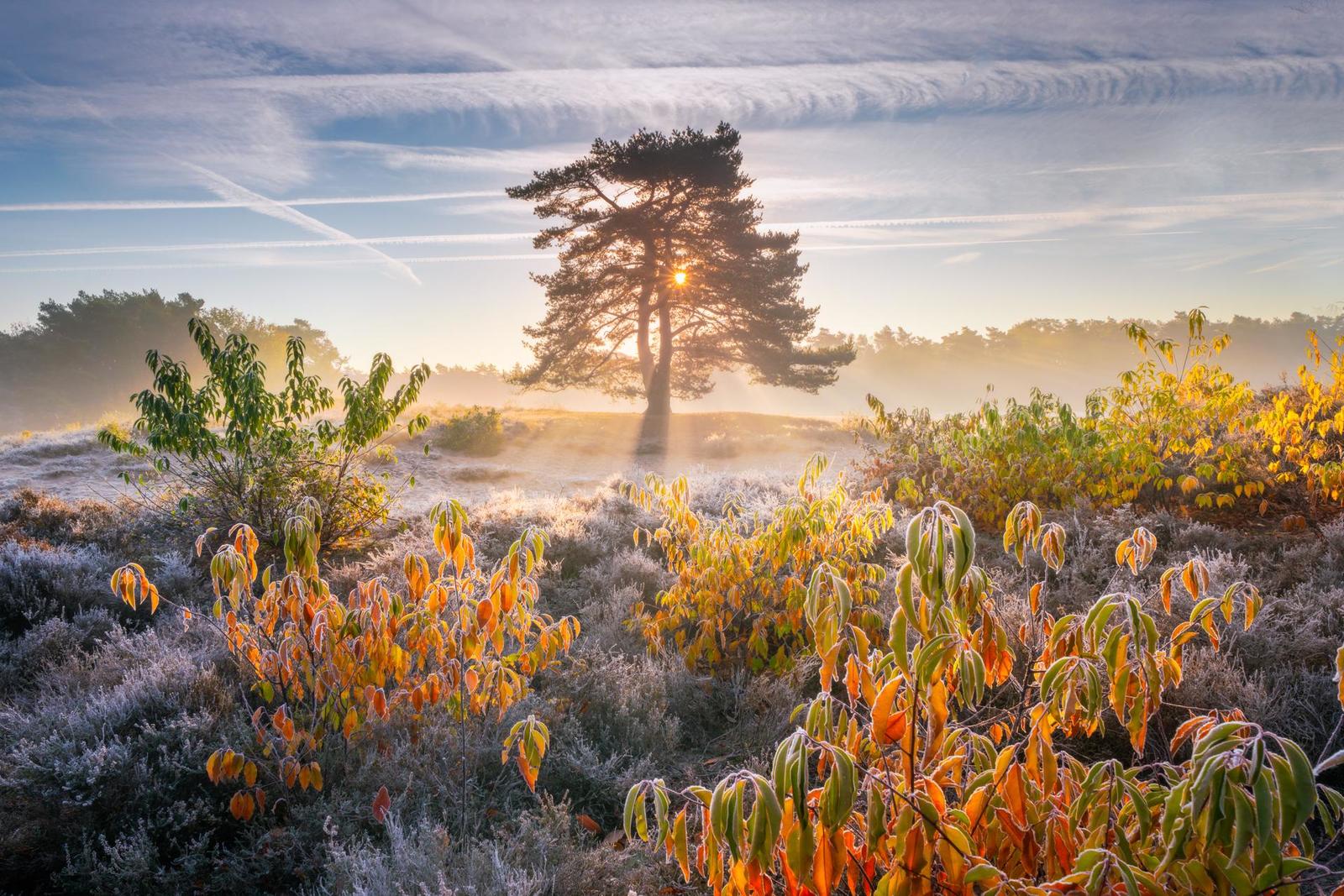 Divine dawn. Somewhere in Holland - Netherlands, dawn, The photo, Netherlands (Holland)