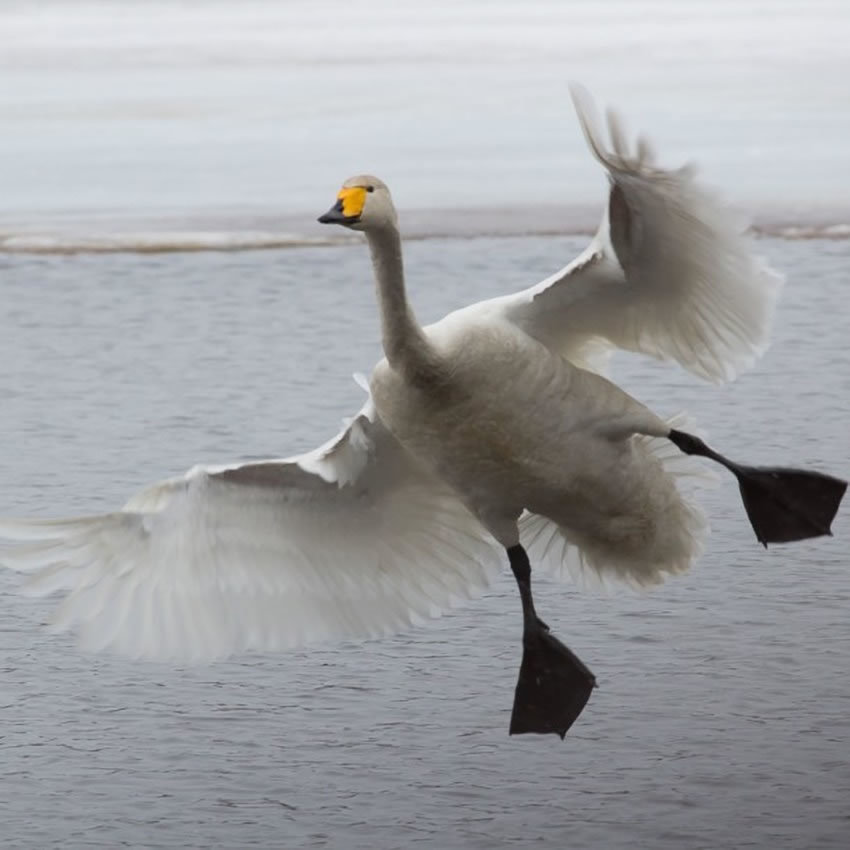 Birds by Ossi Saarinen - The photo, Birds, Ossi Saarinen, Longpost