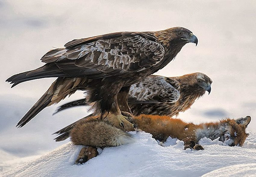 Birds by Ossi Saarinen - The photo, Birds, Ossi Saarinen, Longpost