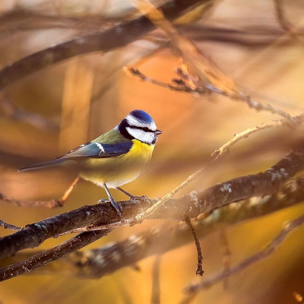 Birds by Ossi Saarinen - The photo, Birds, Ossi Saarinen, Longpost