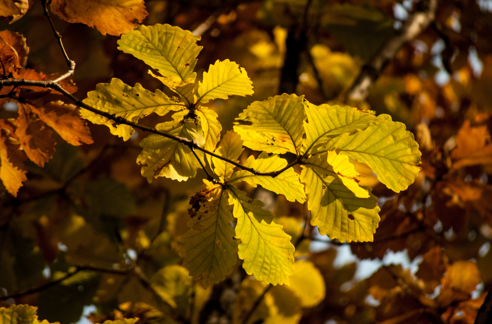 Autumn palette. - My, Autumn, Nikon, Nikkor, Nikon D40, Nature, Longpost