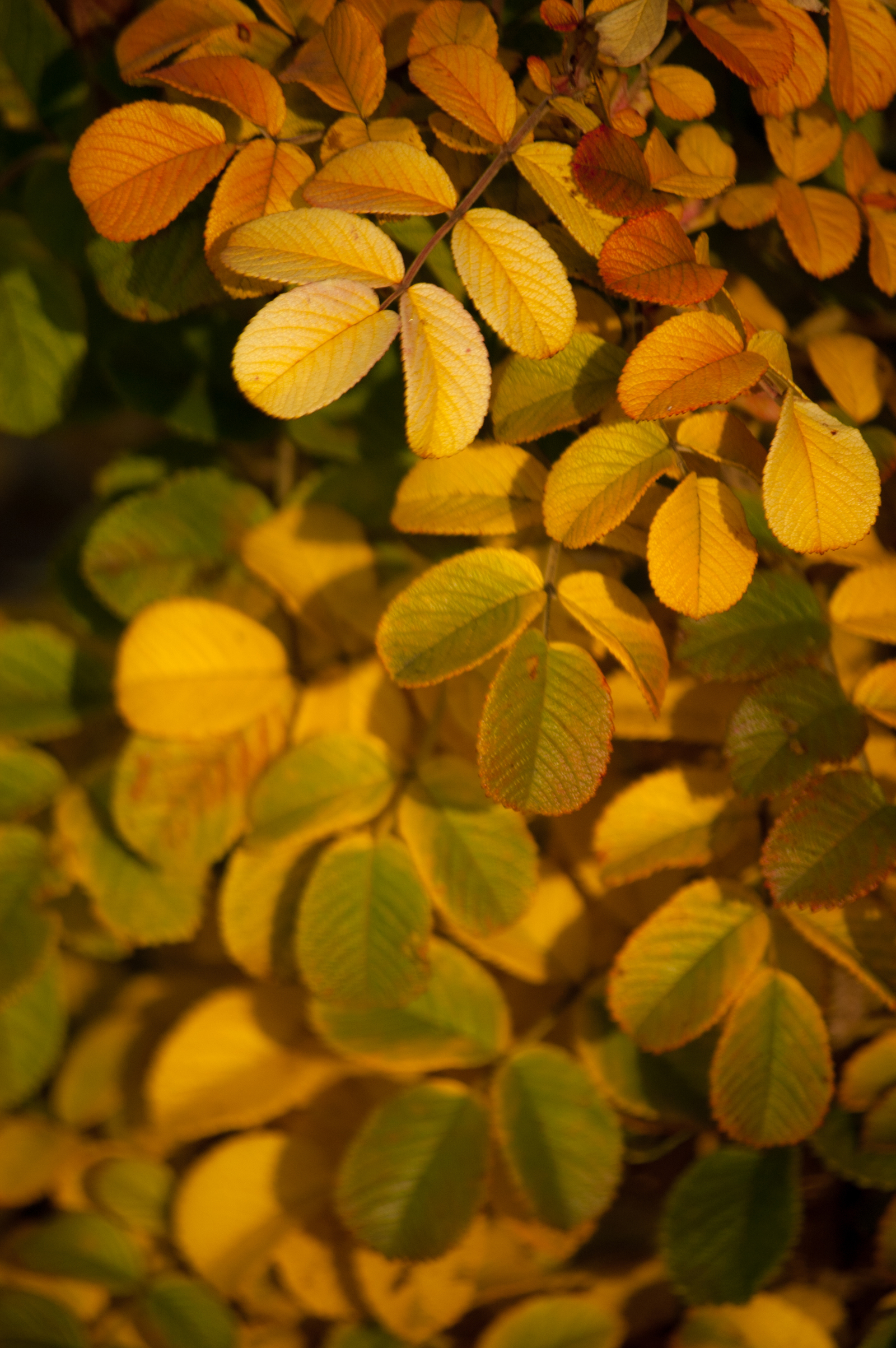 Autumn palette. - My, Autumn, Nikon, Nikkor, Nikon D40, Nature, Longpost