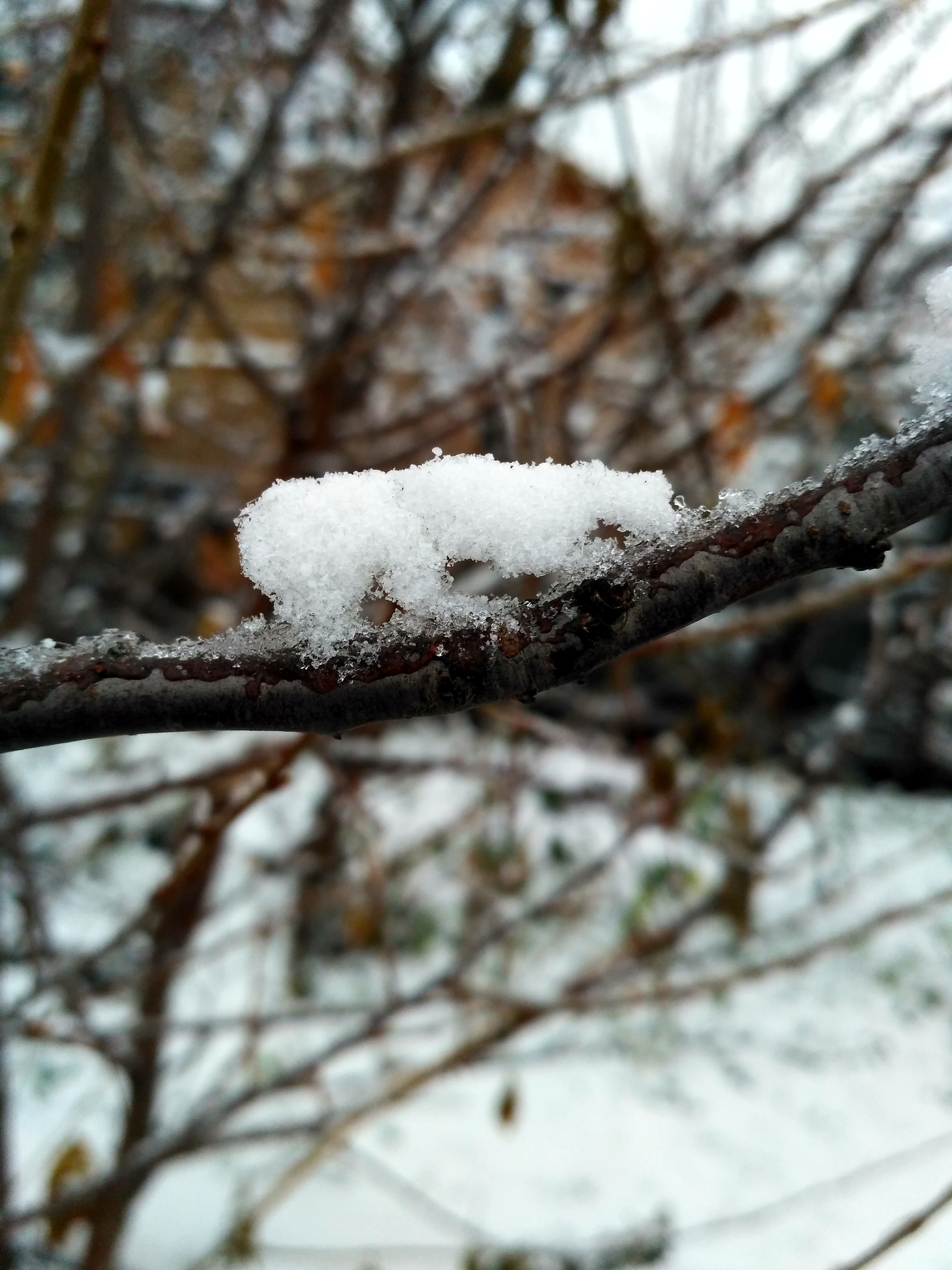 Snow on wire and branch - My, Snow, It seemed, Longpost