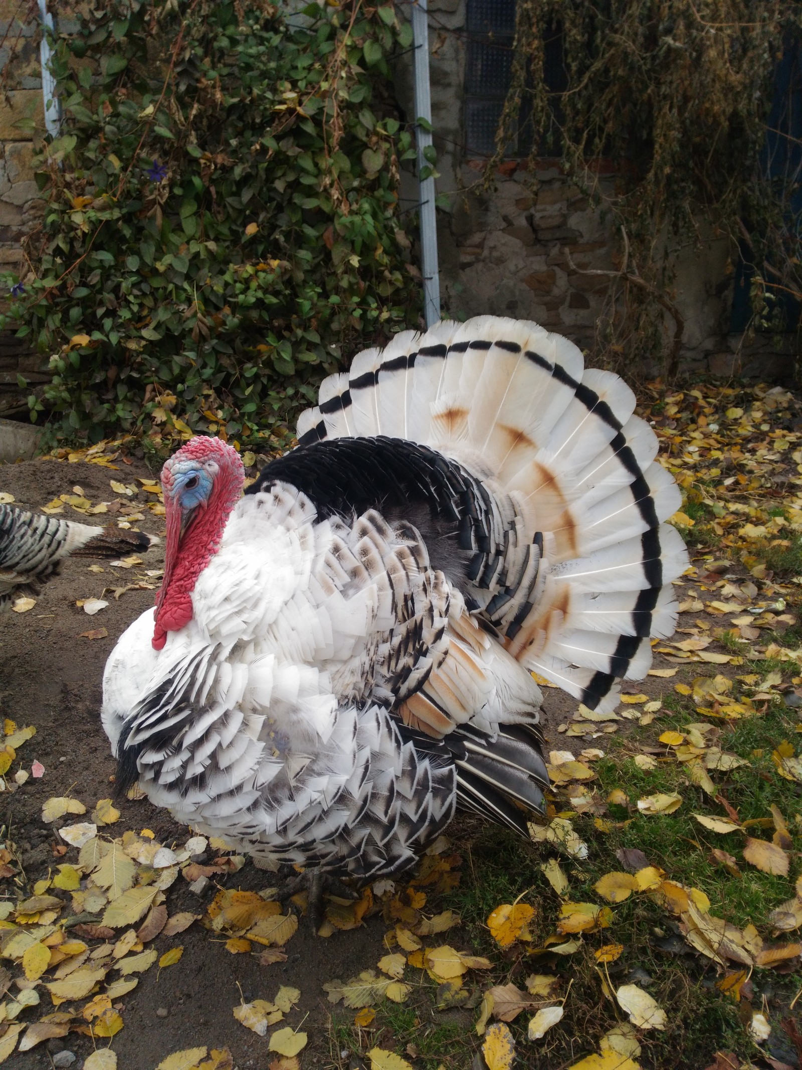 Handsome man - My, Turkey, Birds, Longpost