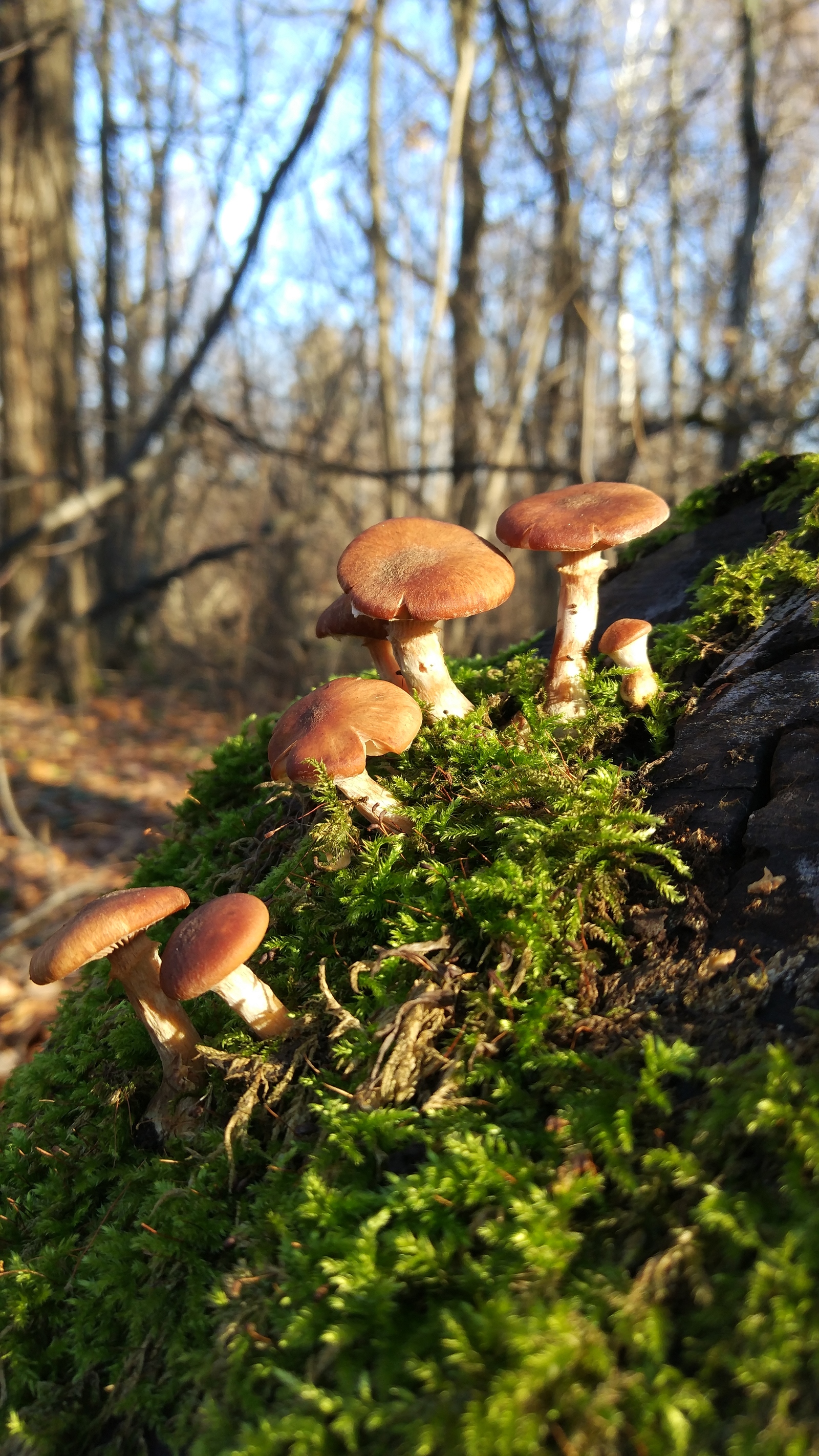 JUST BEAUTIFUL - My, Forest, Moss, Nature, Under your feet, Toadstool, beauty, Longpost, Mushrooms