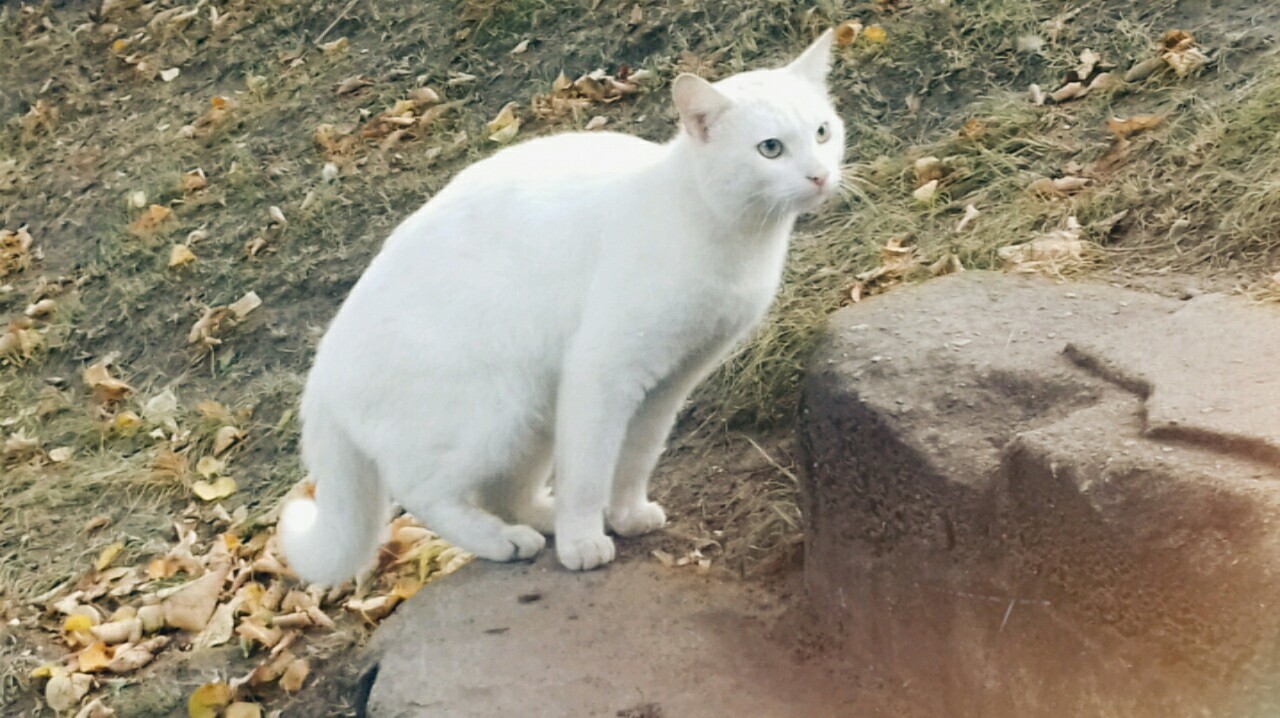 white as snow - My, cat, Autumn