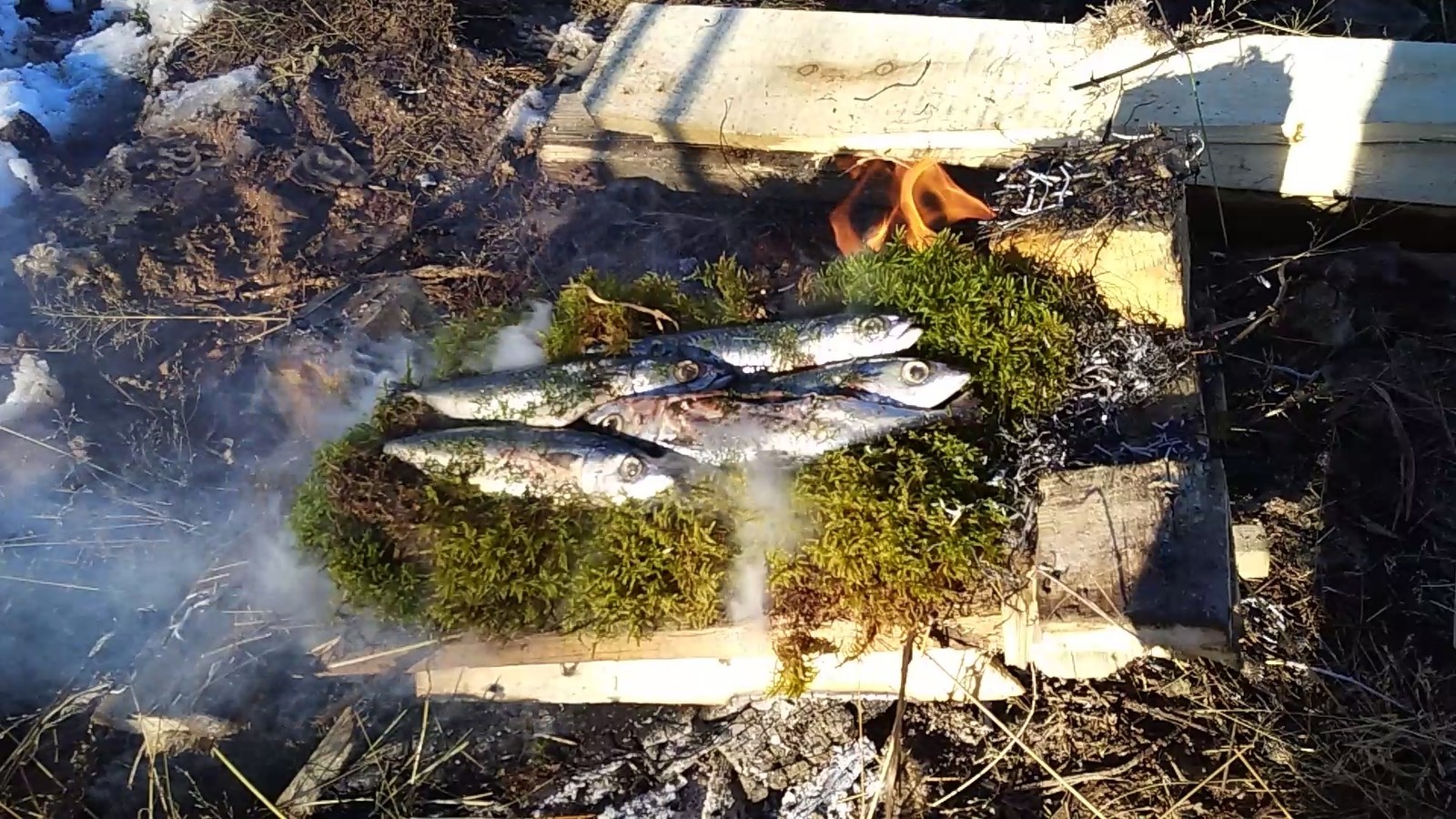 Fish baked on coals in moss - My, Cooking, , , , Fish on coals, Video, Longpost, Field kitchen