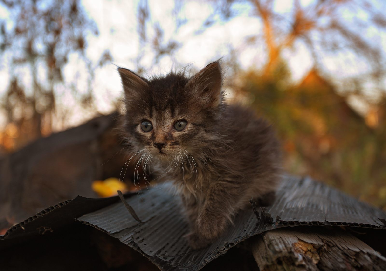 Kotka. - My, cat, Pets, The photo