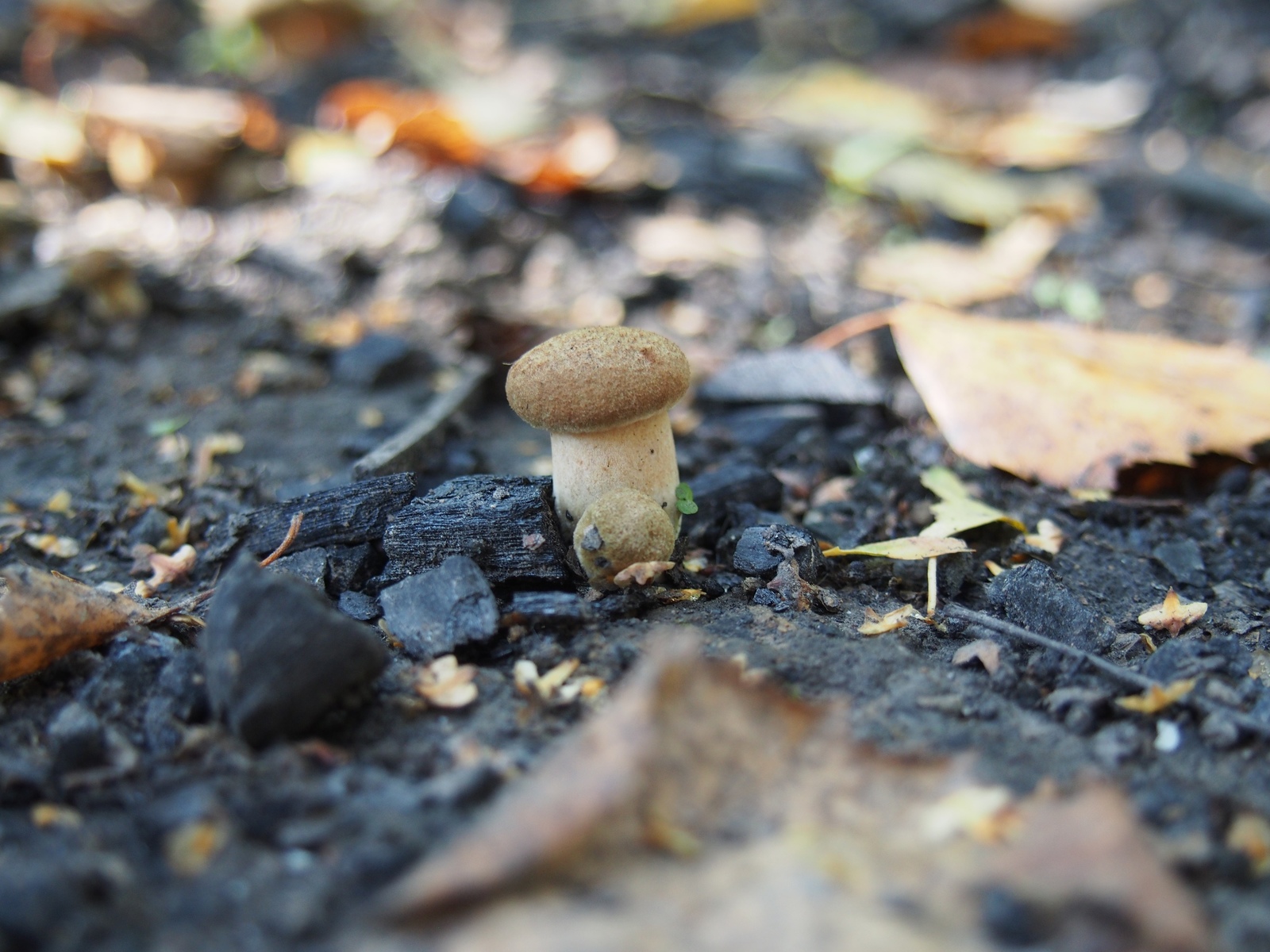 Mushrooms - My, Mushrooms, The photo, A selection, Longpost