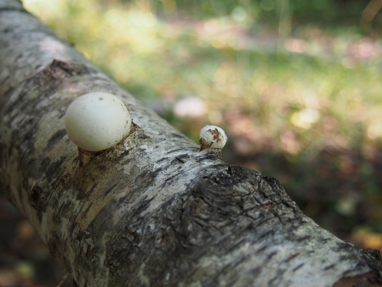 Mushrooms - My, Mushrooms, The photo, A selection, Longpost