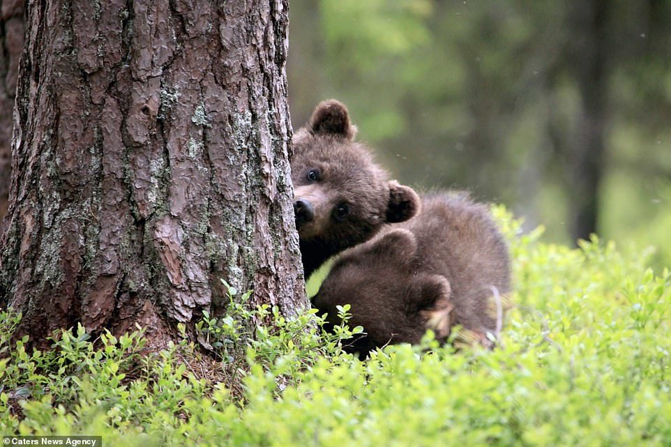 The cutest bears - Bear, Milota, Longpost, Forest, Nature, The photo, The Bears