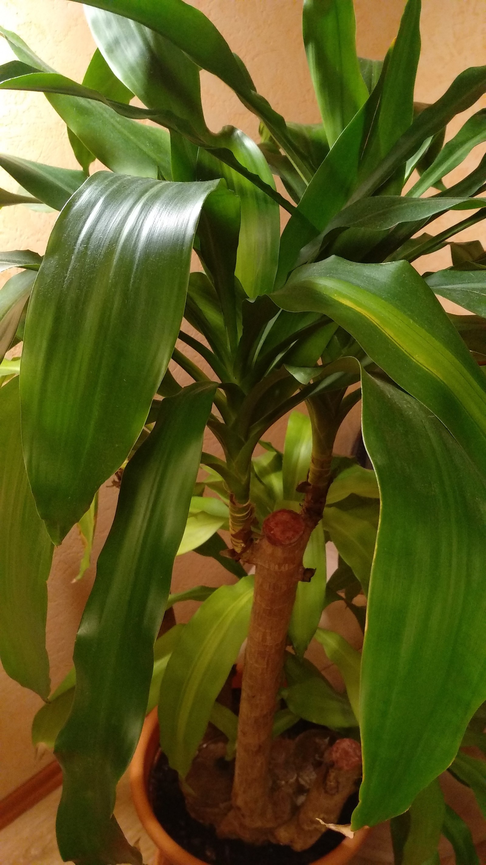 Help identify a palm tree! - My, Plant growing, Help, Help me find, Palm trees, Collective mind, Longpost