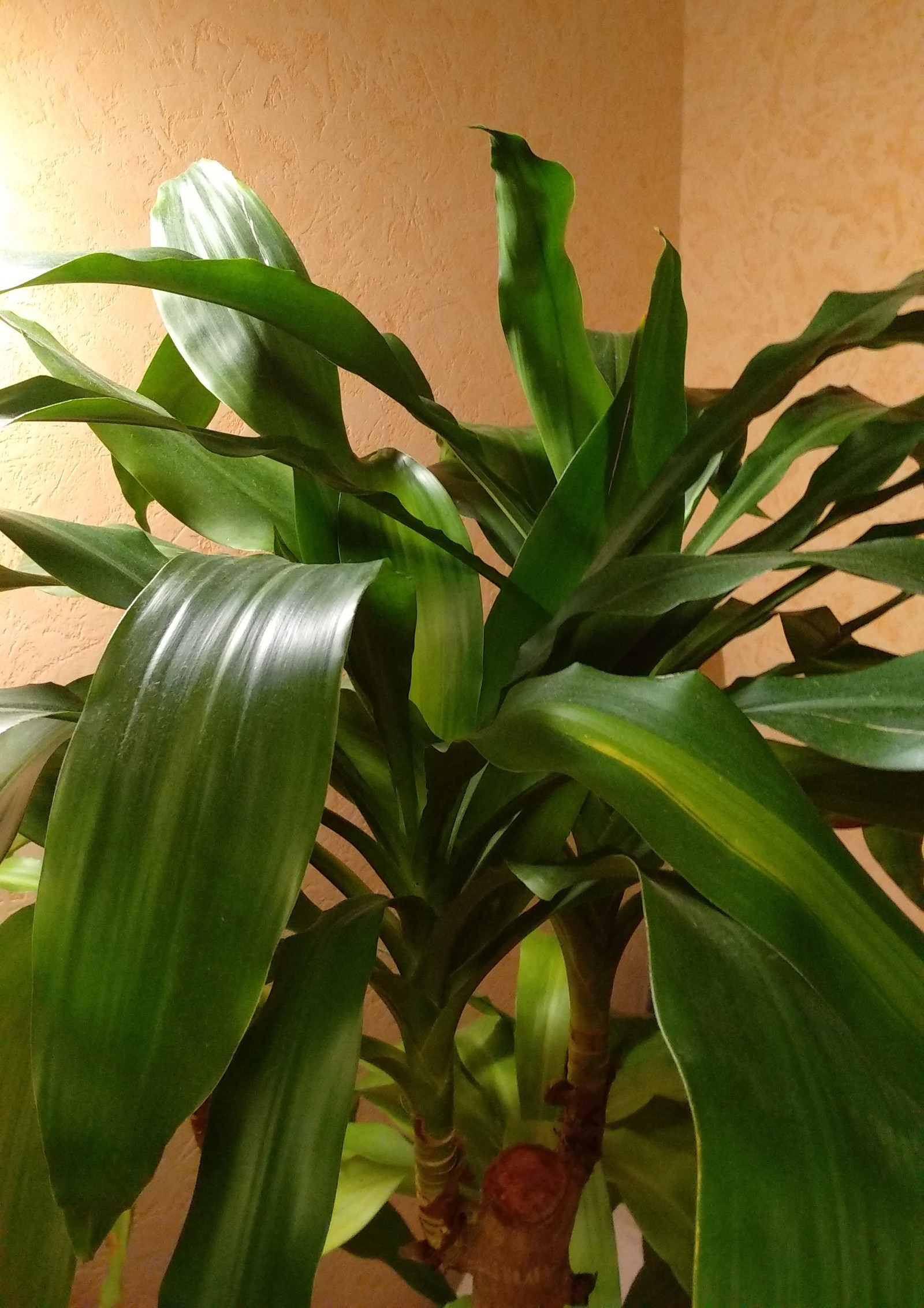 Help identify a palm tree! - My, Plant growing, Help, Help me find, Palm trees, Collective mind, Longpost