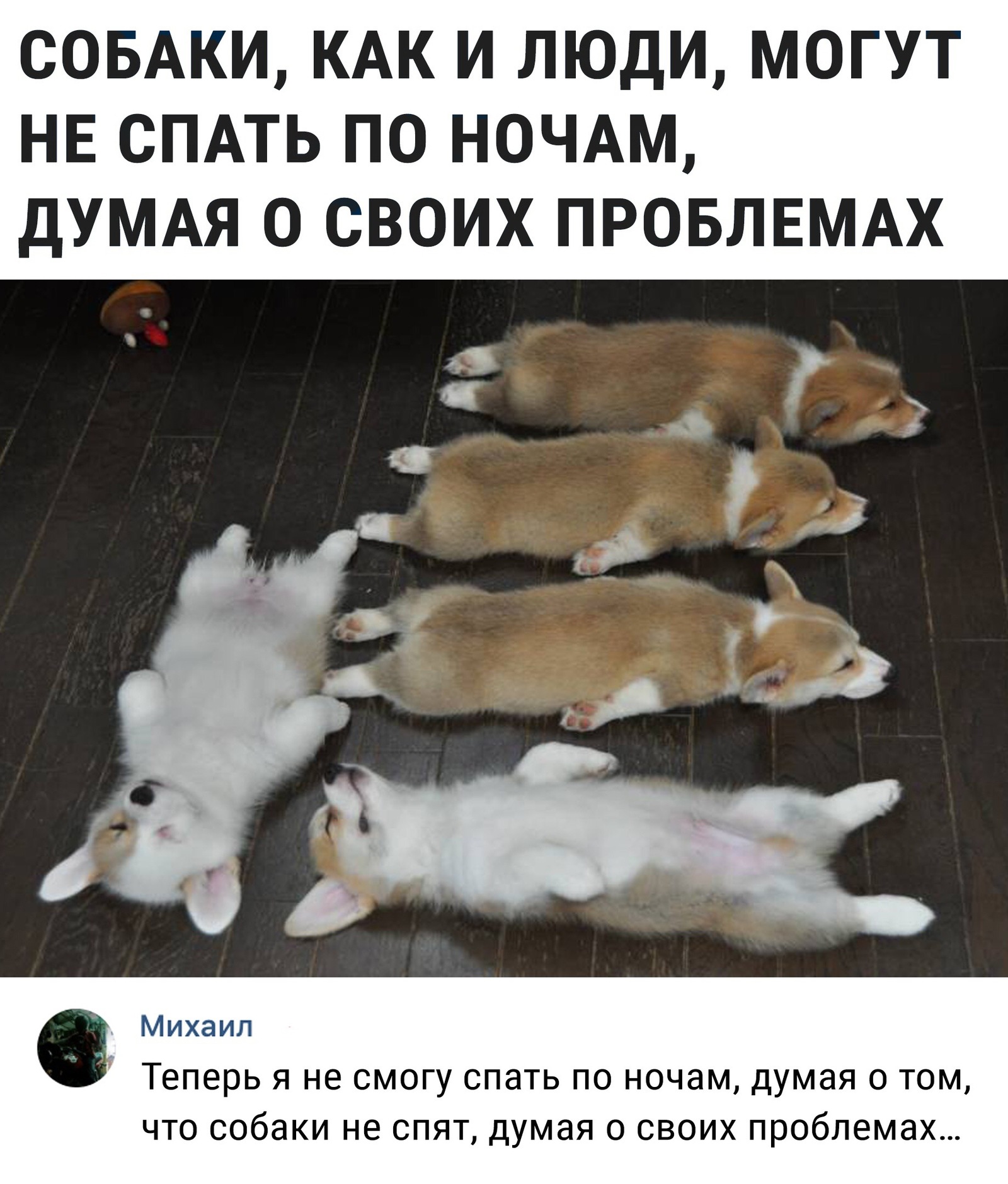 Не баян, однако, но и не моё - Собаки-Неспаки, Мысли, Корги, Картинка с текстом