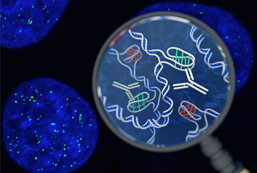 New DNA structure confirmed in human cells - The science, DNA, Structure, Opening