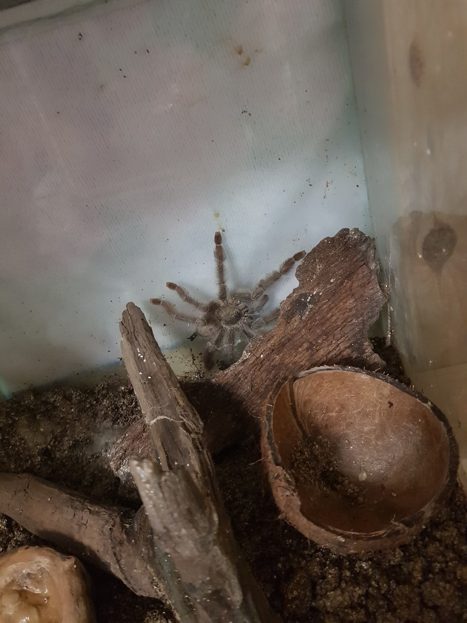 What kind of spider? - Spider, Bird spiders