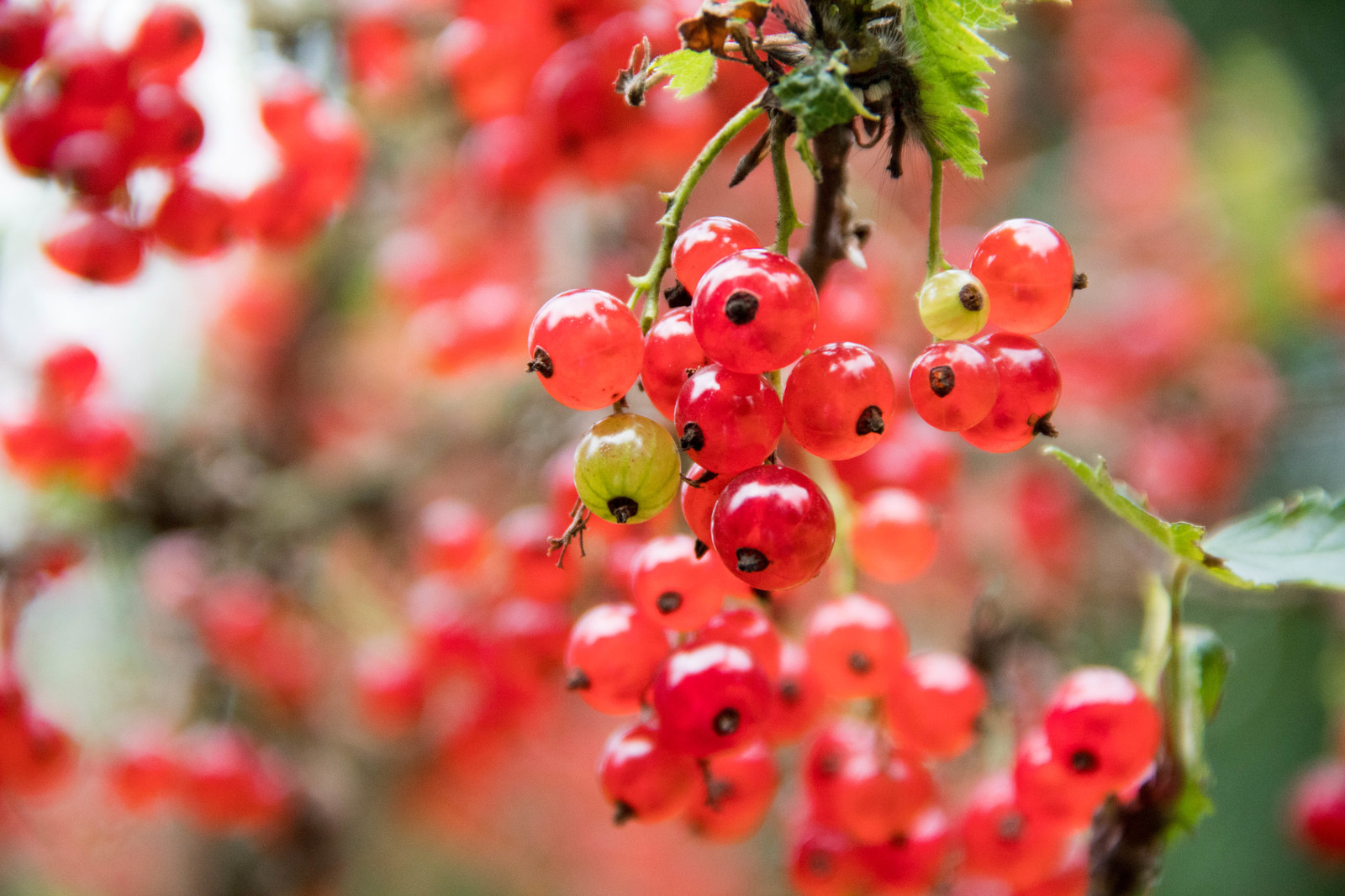 Currant - My, Currant, Berries, Beginning photographer